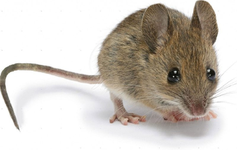 Mơ thấy chuột là điềm báo gì?
