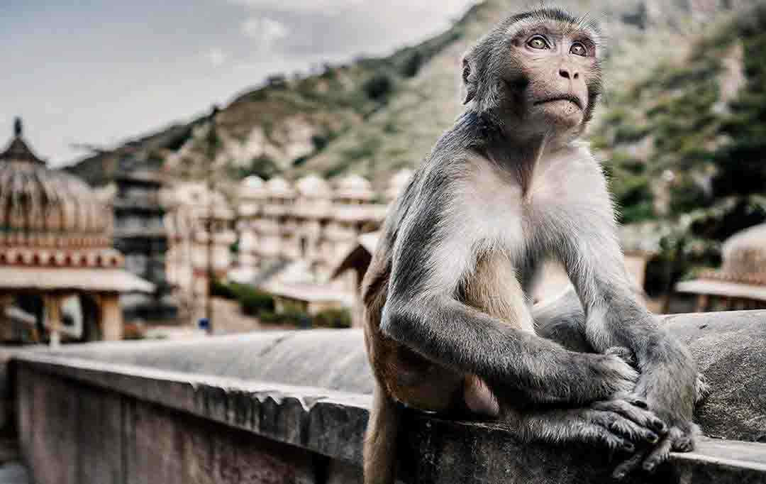Khỉ biểu tượng trong văn hóa và phong thủy